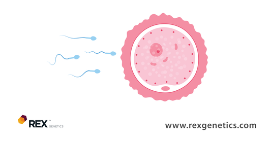 Male Fertility, How and When!